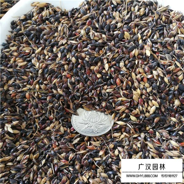苏丹草种子多少钱一斤(图2)