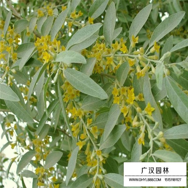 沙枣树种植(图1)