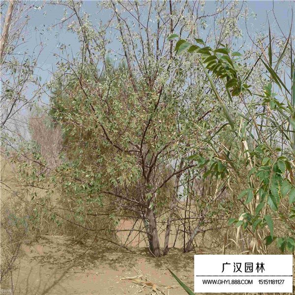 沙枣树种植(图3)