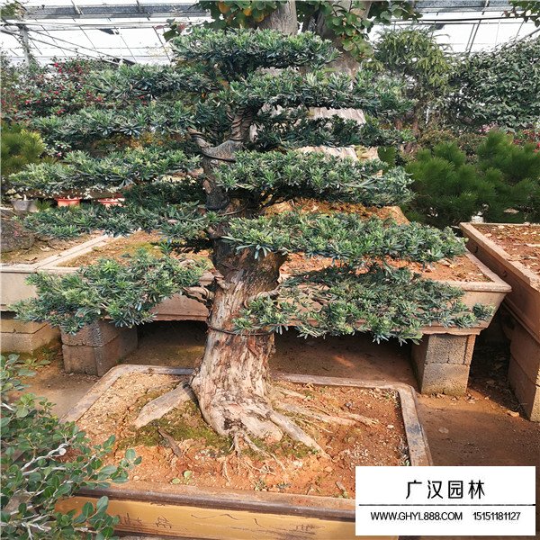米叶罗汉松盆景(图1)