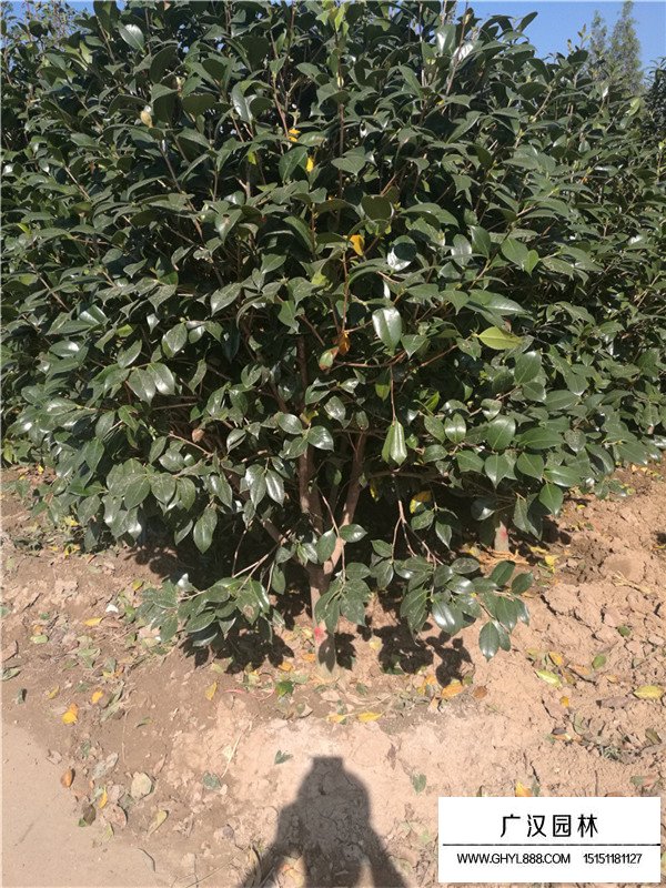 茶梅种子怎样种植(图2)