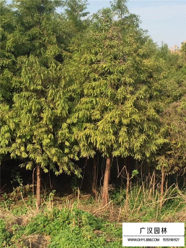 落羽杉的种植方法(图1)