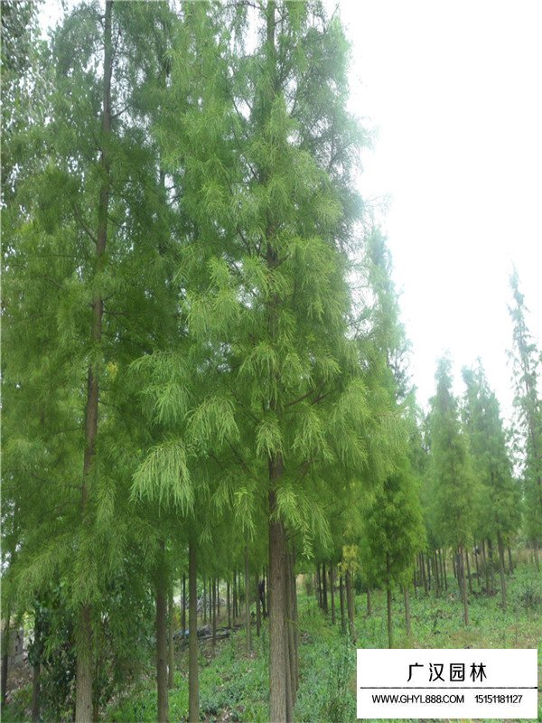 落羽杉的种植方法(图2)