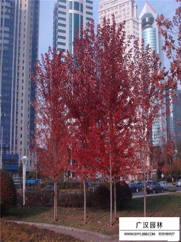 美国红枫的植树技术(图1)