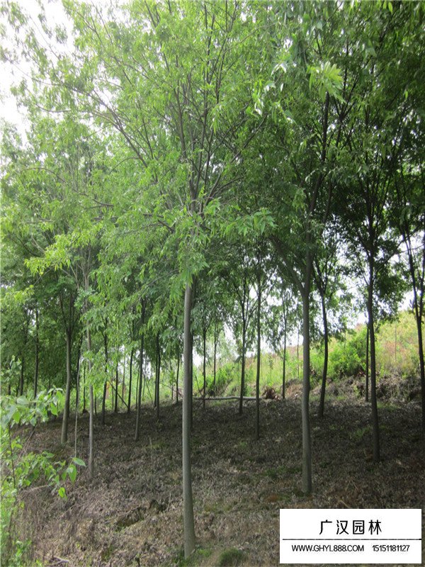 榉树种植方法和密度调控(图1)