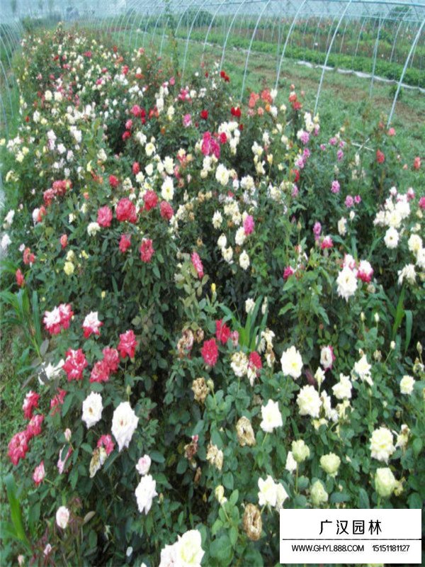 藤本月季种植方法(图3)