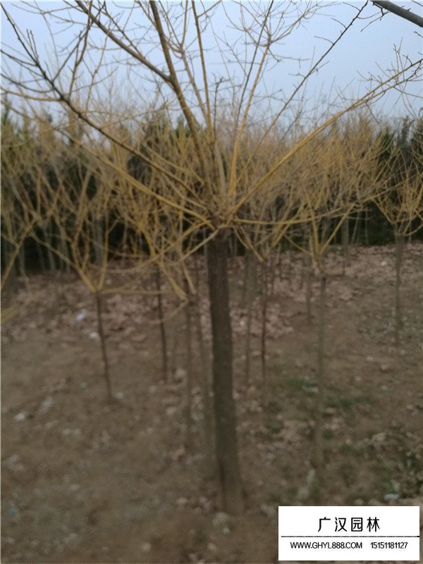 黄金树图片(图3)