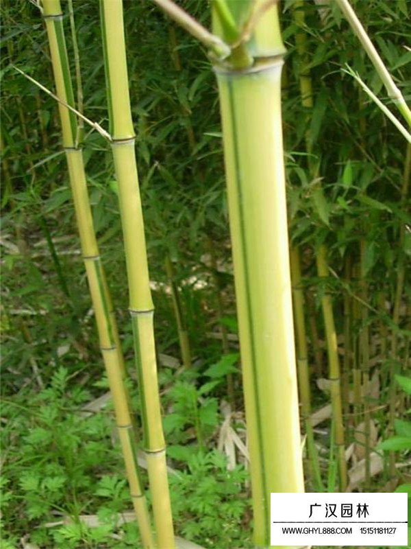 金镶玉竹和紫竹培植的时候应该注意些什么(图3)