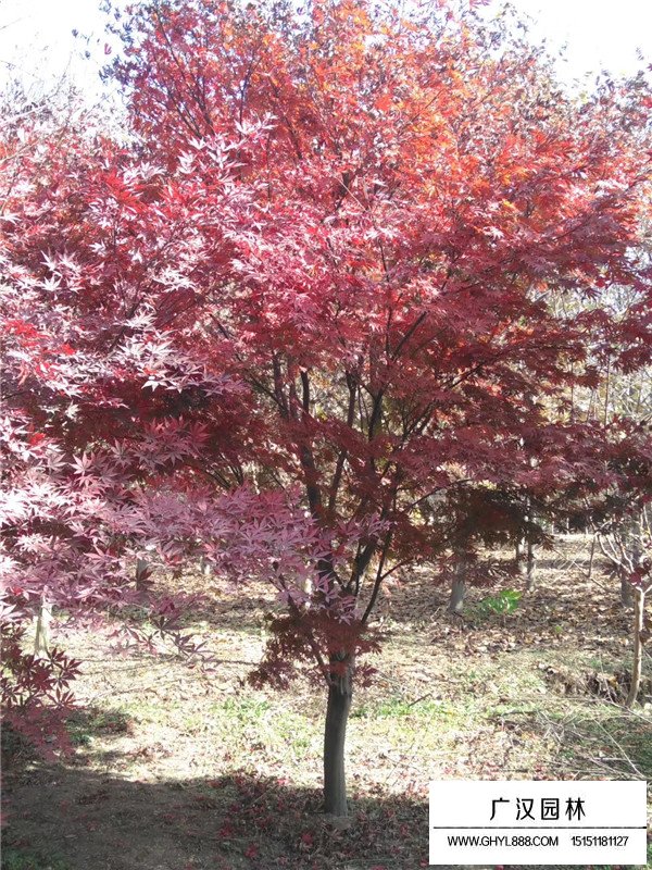 哪种红枫四个季节红色(图2)