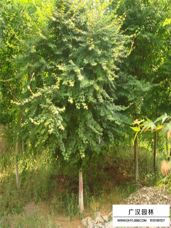 鸡爪槭幼苗的种植和养护(图1)