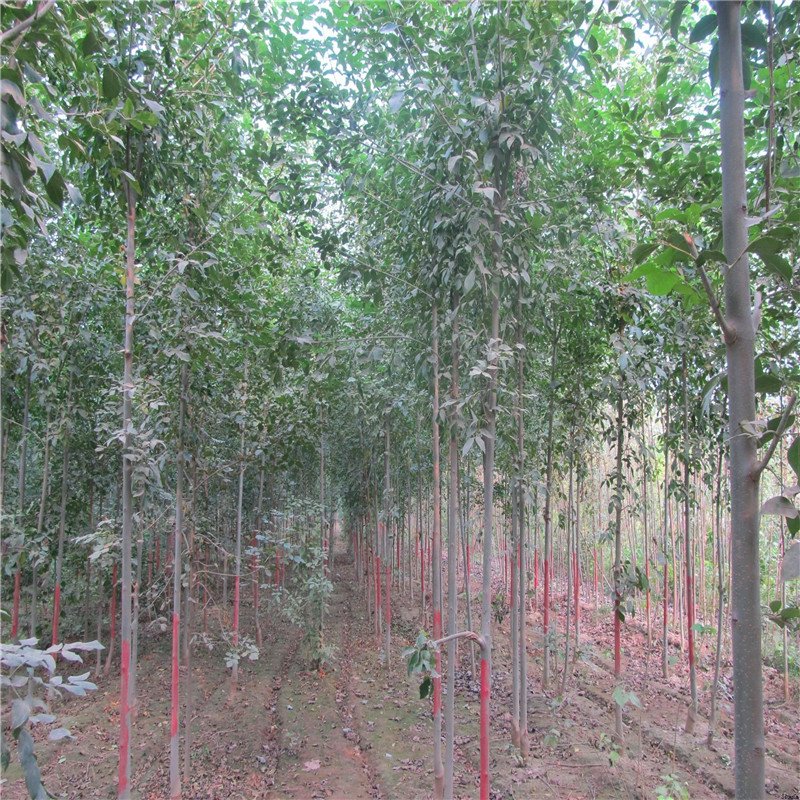 白蜡树基地