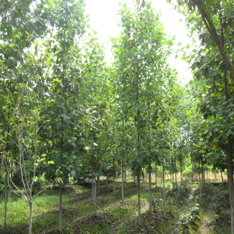 北美鹅掌楸