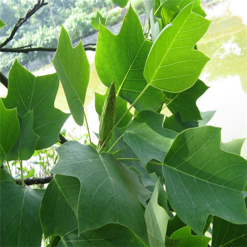 北美鹅掌楸