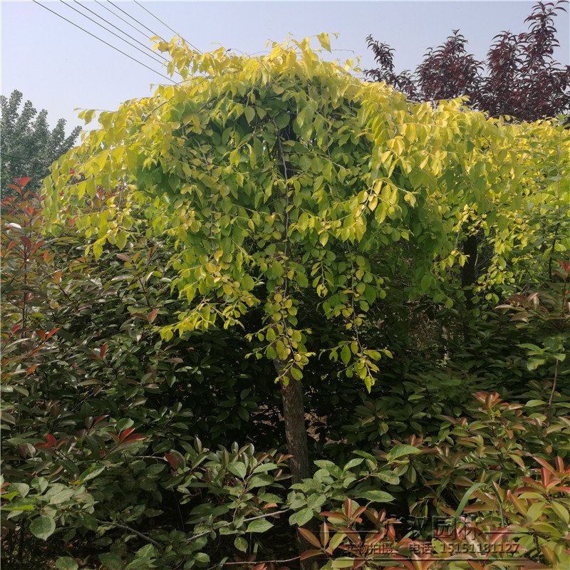 垂榆价格