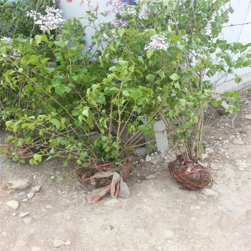 丛生丁香