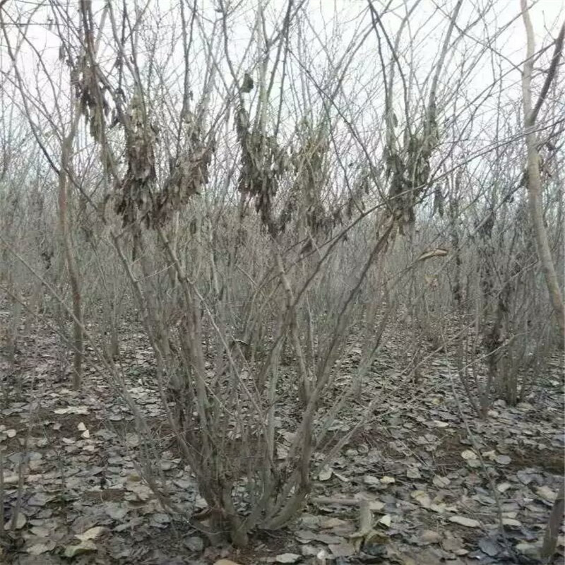 丛生紫荆价格