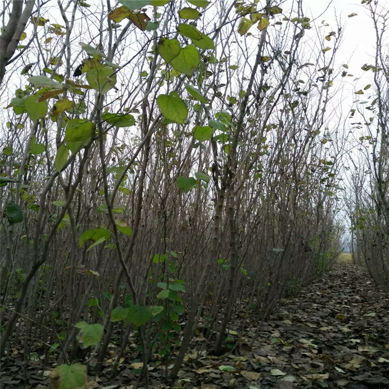 丛生紫荆价格