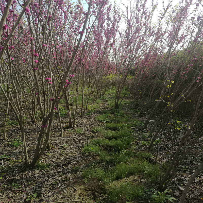 丛生紫荆价格
