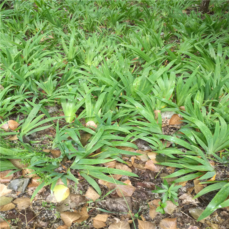 大花鸢尾价格