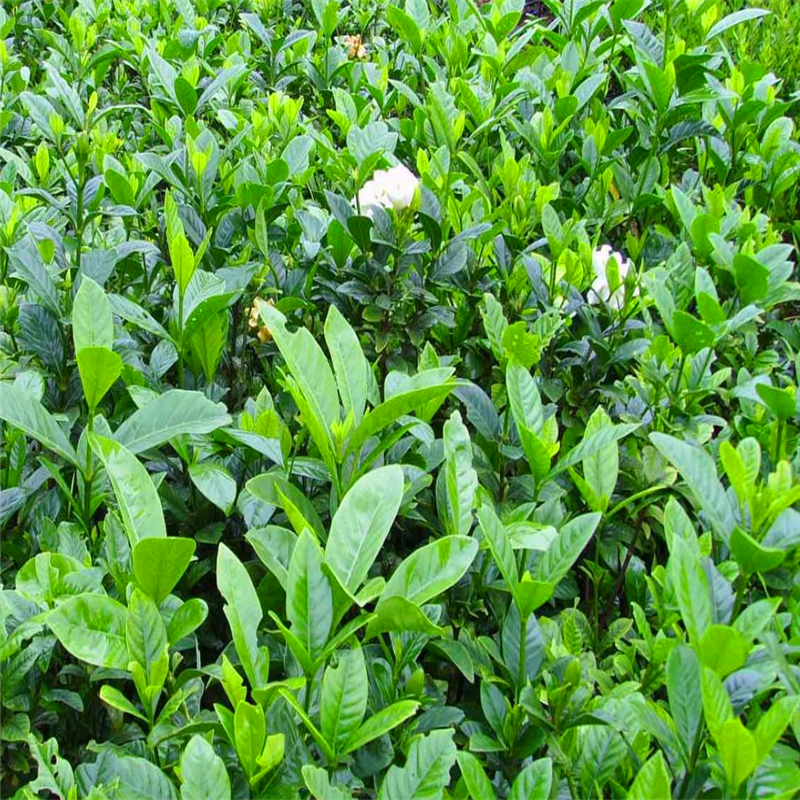 大叶栀子-花灌木类-绿化苗木_苗木批发_沭阳县广汉园林苗木场