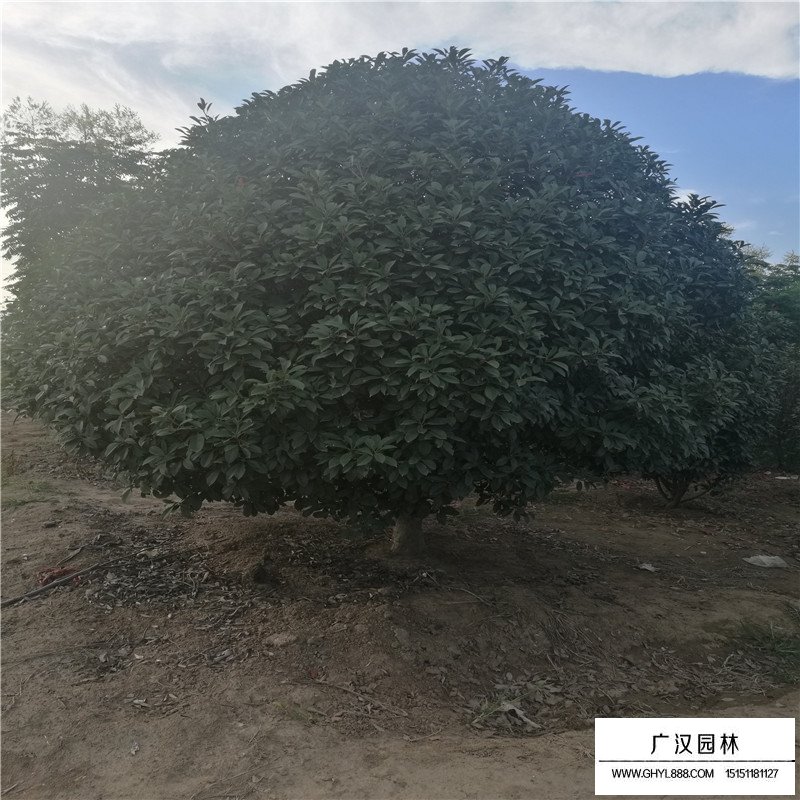 独杆石楠沭阳基地