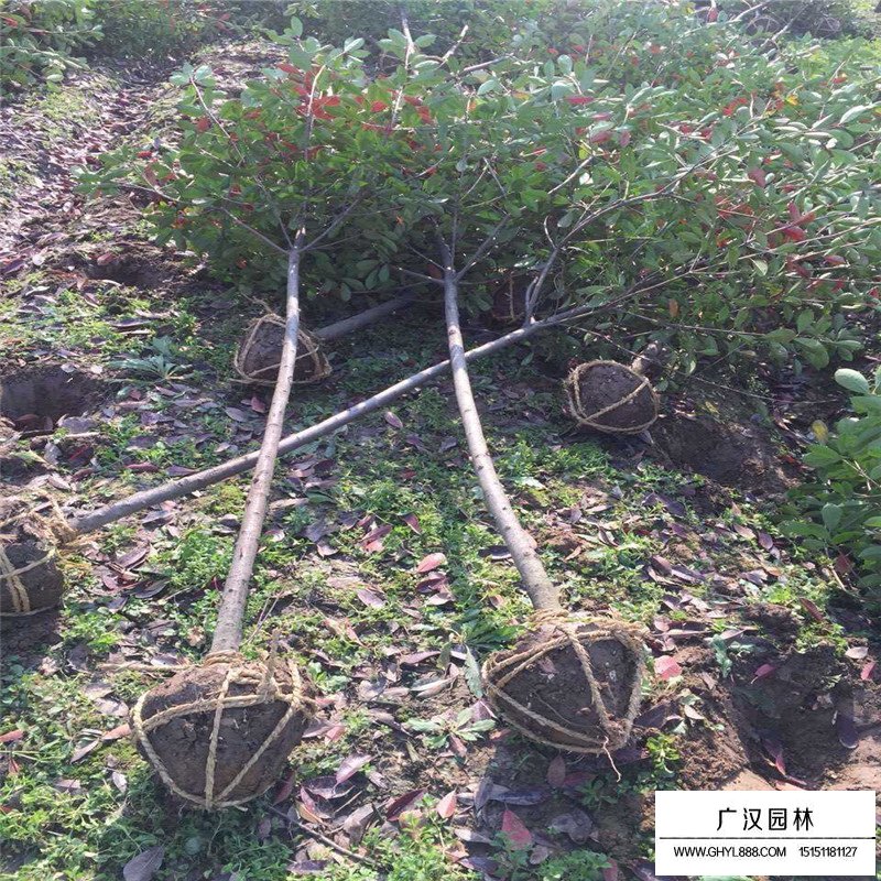 独杆石楠沭阳基地