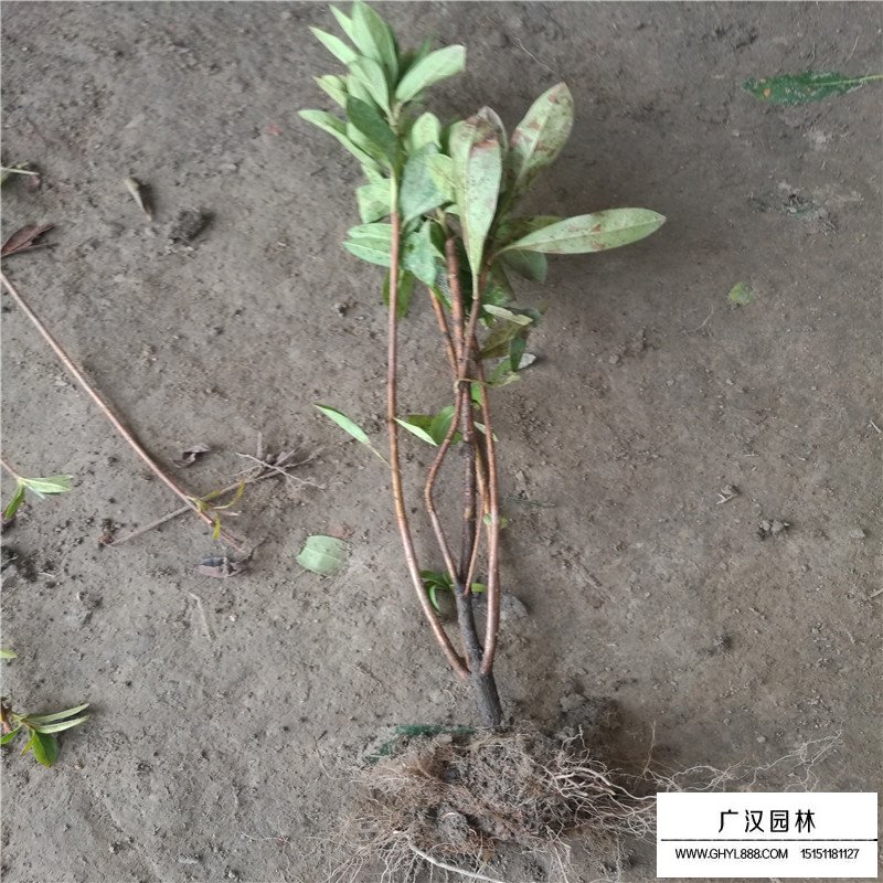 杜鹃基地