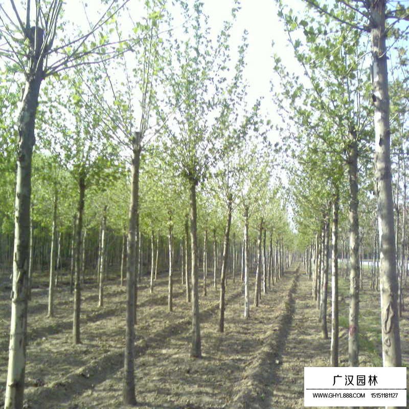 法国梧桐沭阳基地