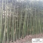 <b>钢竹</b>