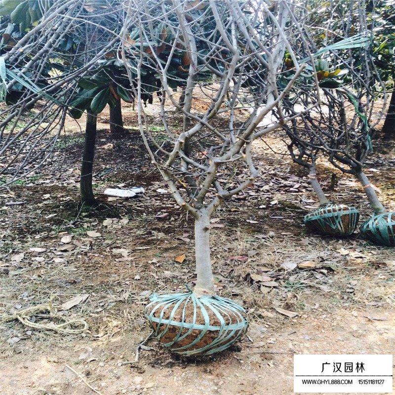 垂丝海棠的种植方法及技巧(图2)