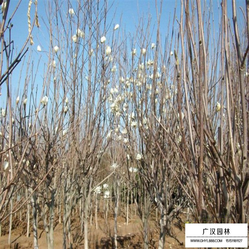 白玉兰树的种植方法(图12)