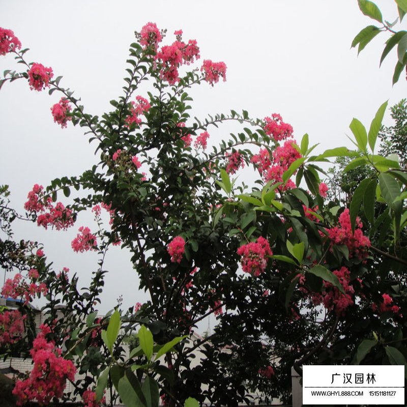 百日红什么时候开花，花期多久(图3)