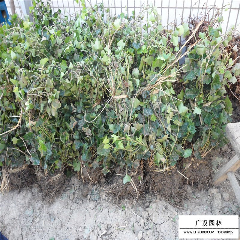 常春藤的种植方法(图5)