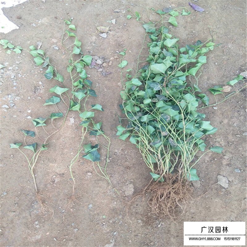 常春藤的种植方法(图7)