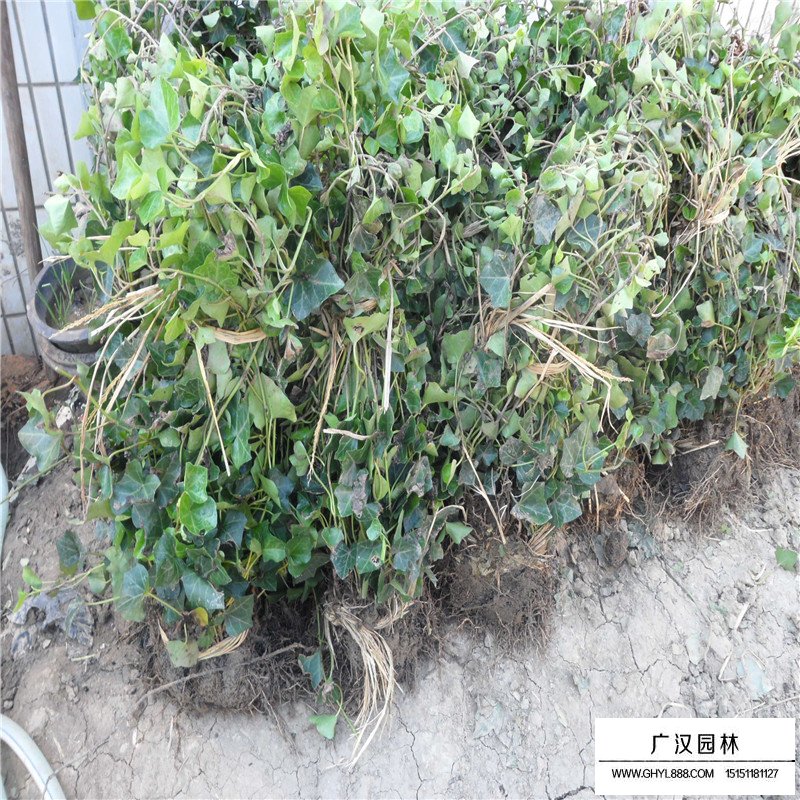 常春藤的种植方法(图8)