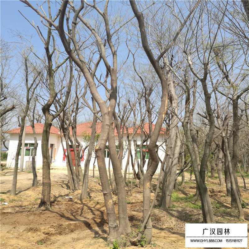 丛生朴树价格是怎么计算的(图2)