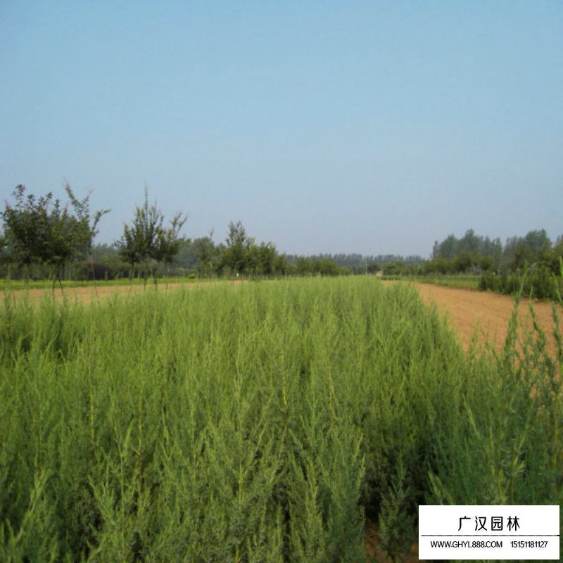 北京桧繁殖方法(图4)