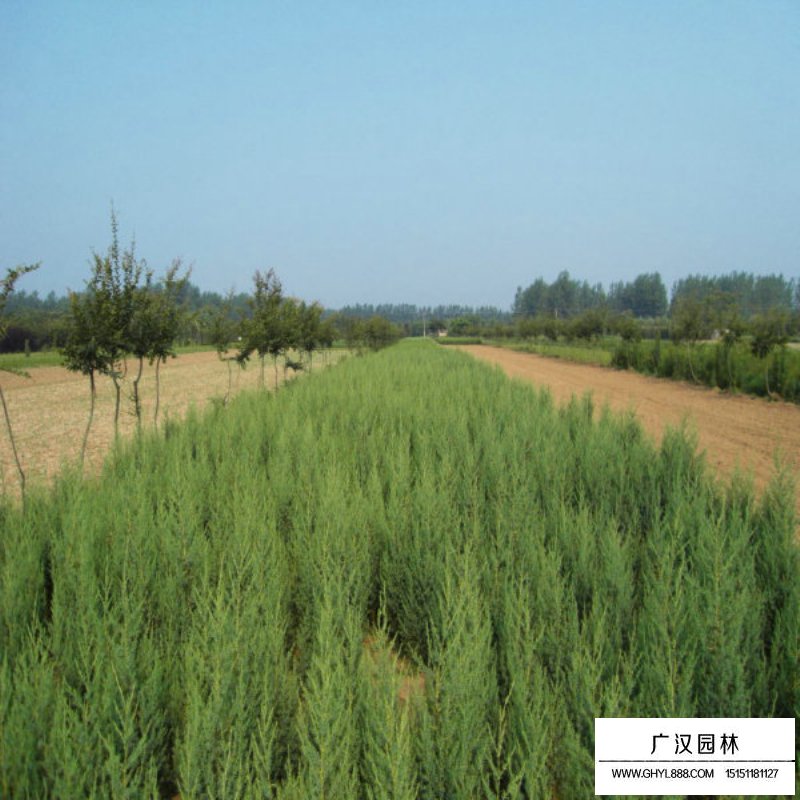 北京桧繁殖方法(图8)