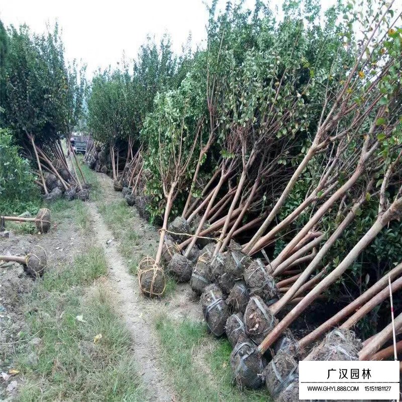 百日红栽培种植管理技术(图2)