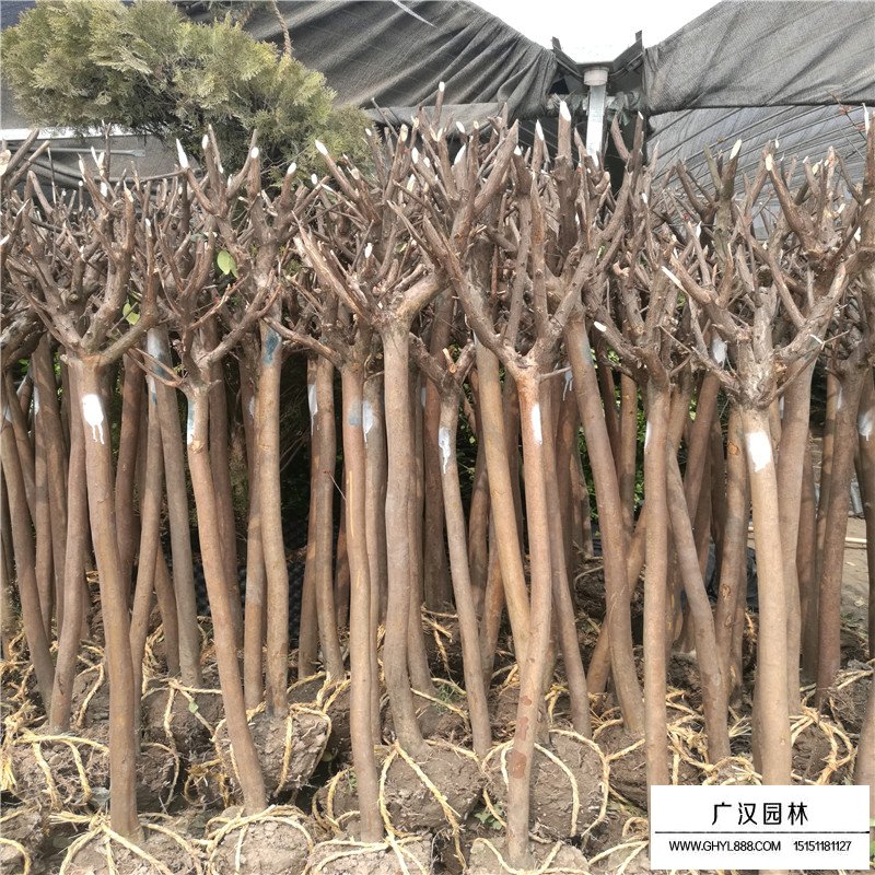 百日红栽培种植管理技术(图5)