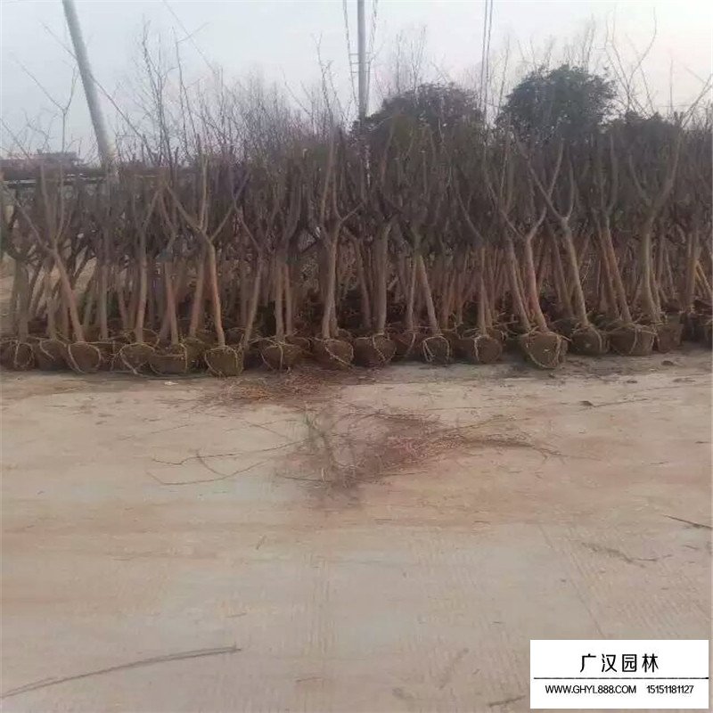 百日红栽培种植管理技术(图6)