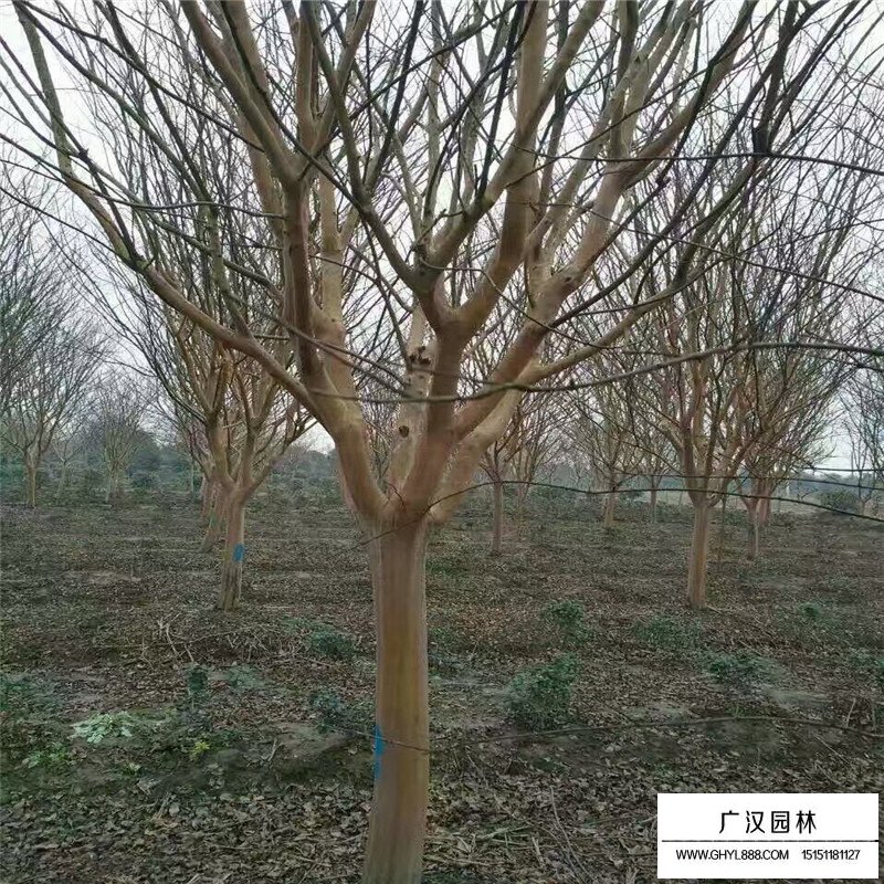 百日红栽培种植管理技术(图8)