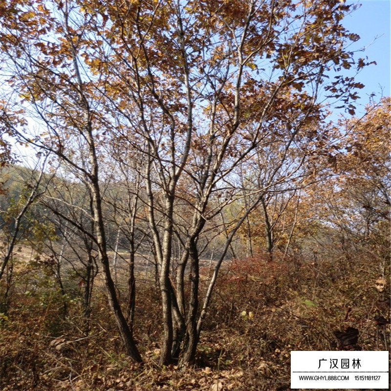 丛生五角枫种植基地(图3)