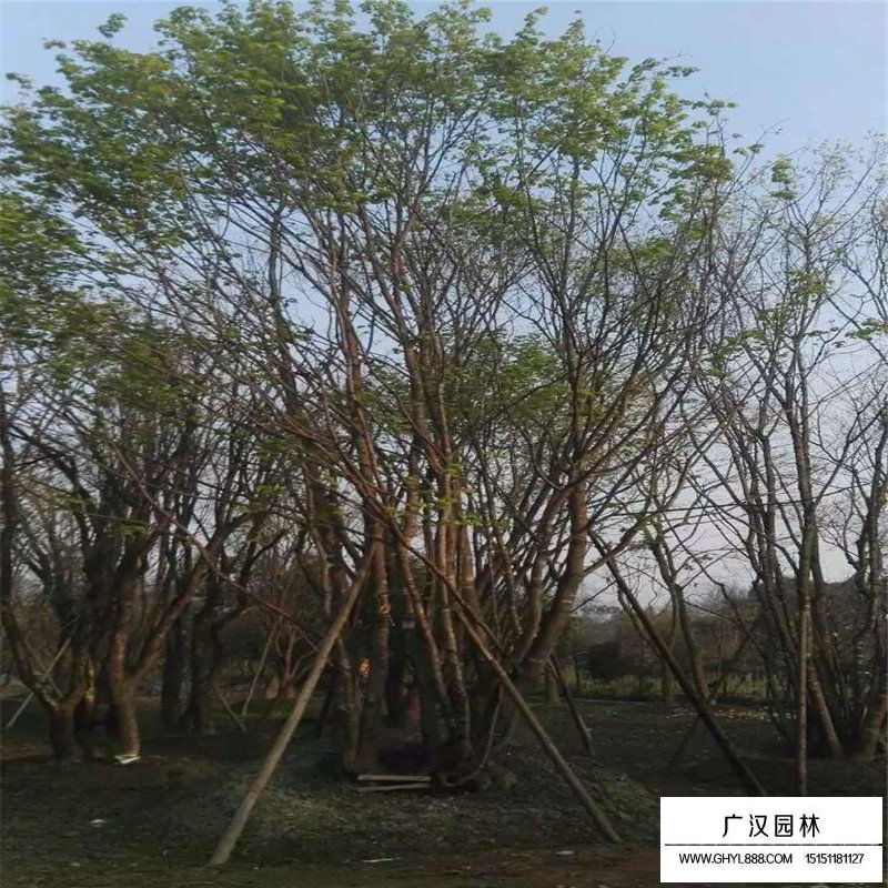 丛生五角枫种植基地(图1)