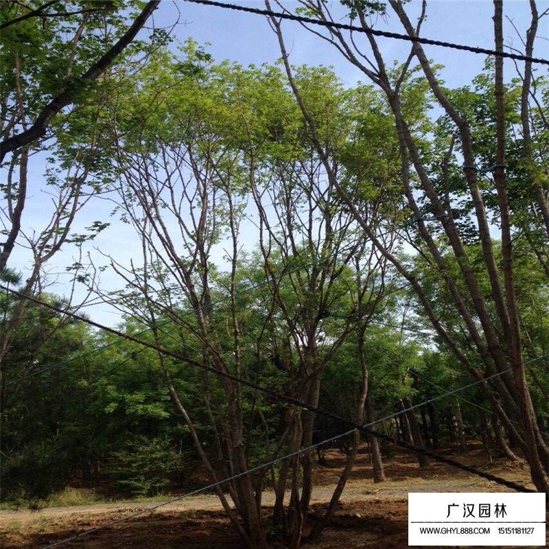 丛生五角枫种植基地(图4)
