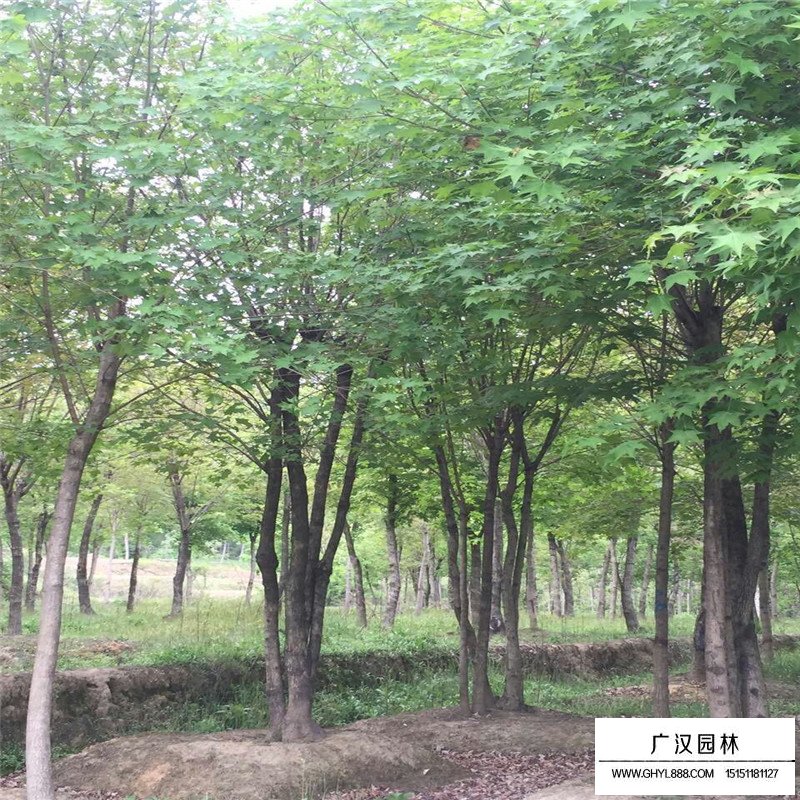 丛生五角枫种植基地(图6)