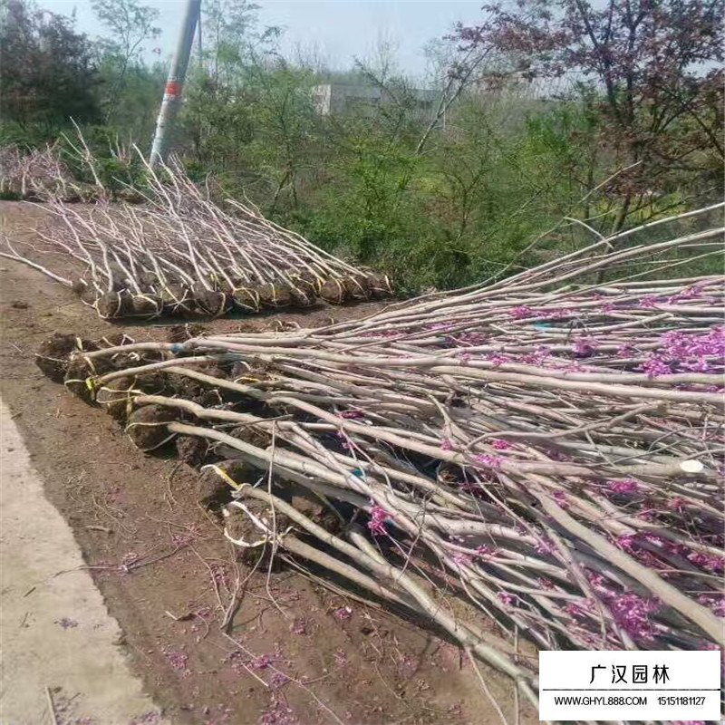 独杆紫荆最新的价格表(图2)
