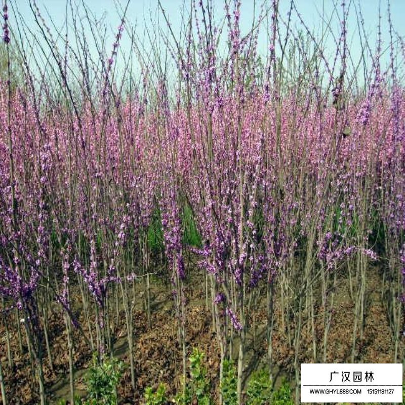 独杆紫荆最新的价格表(图4)