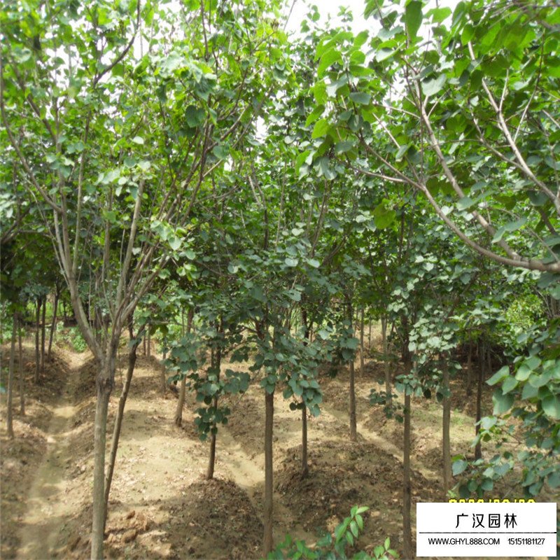 独杆丁香的最新价格表(图2)
