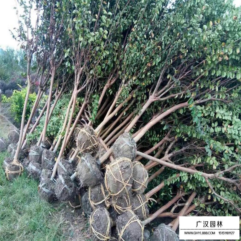 百日红什么时候开花(图4)